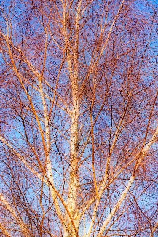 2nd January Golden Glow - JANUARY
