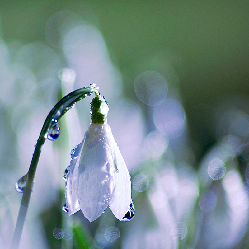 Ice Melt - FLOWERS