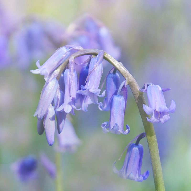 Bluebell Study - FLOWERS