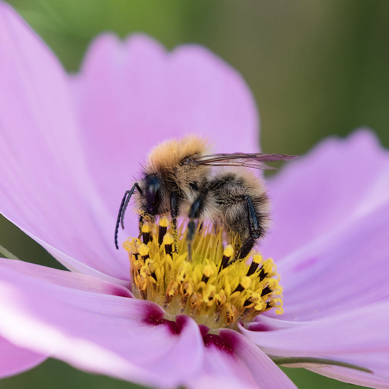 Get Busy - NATURE