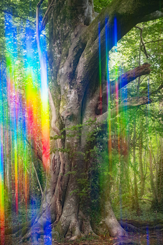 30th May Beech Light Codes - MAY
