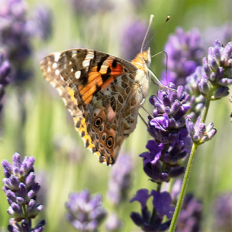 Painted Lady - NATURE