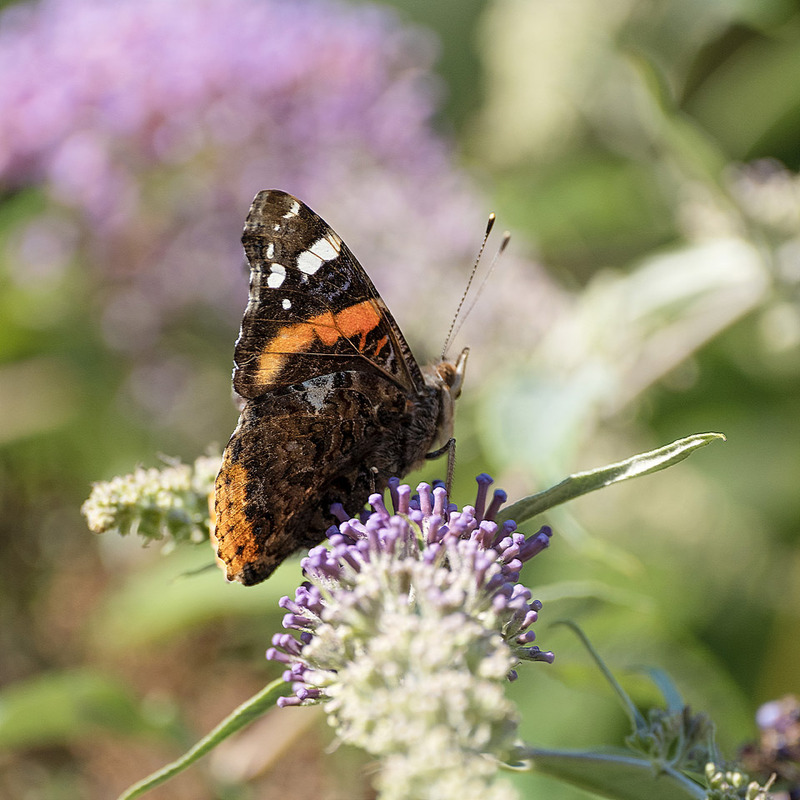 2nd July Red Admiral on Buddleia - JULY