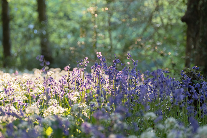 30th April Bluebells  Wild Garlic - APRIL