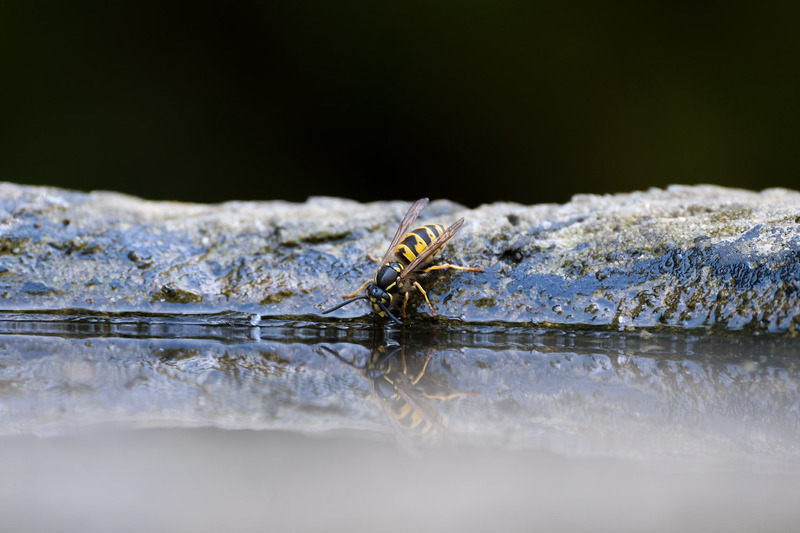 12th August Wasp Drinking - AUGUST