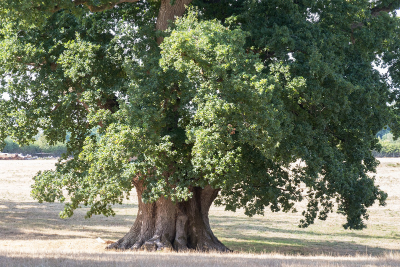 24th August Ancient Oak - AUGUST