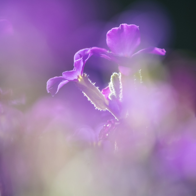 5th April Aubretia - APRIL