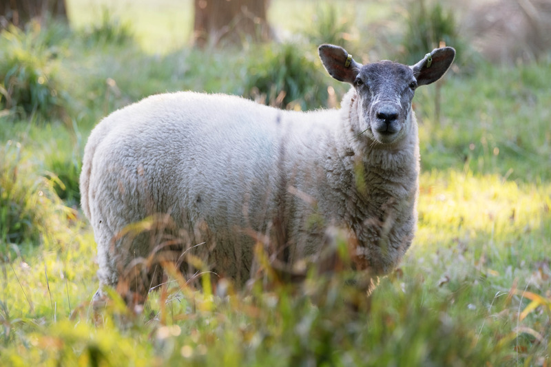 12th Oct Curious - OCTOBER