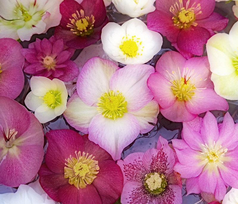 24th January Hellebores - JANUARY