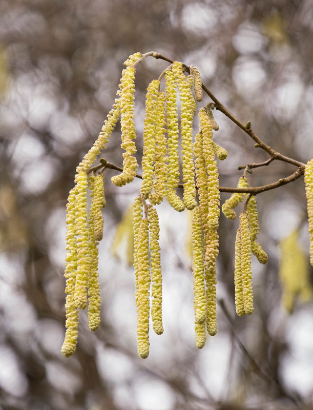 11th February Hazel Catkins - FEBRUARY