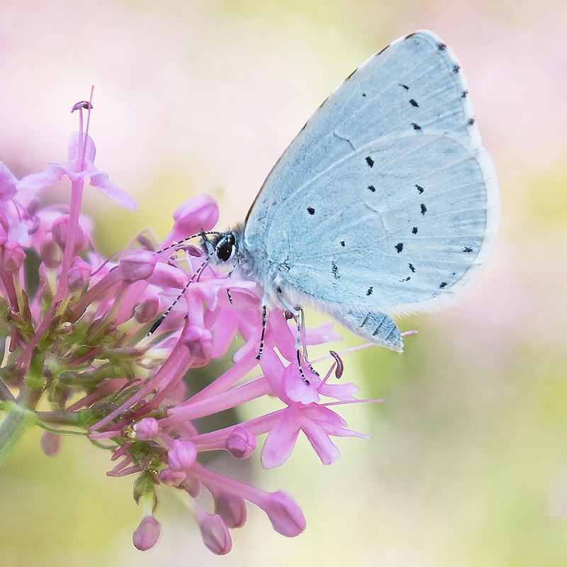 Holly Blue - NATURE