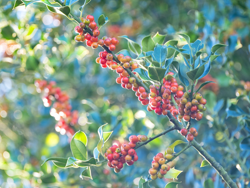 21st Sept Holly Berries - SEPTEMBER