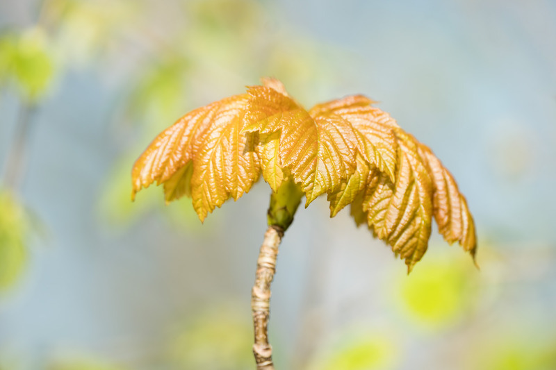 8th April Young Sycamore Leaves - APRIL