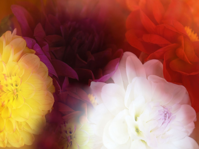 1st Sept Dahlias - SEPTEMBER