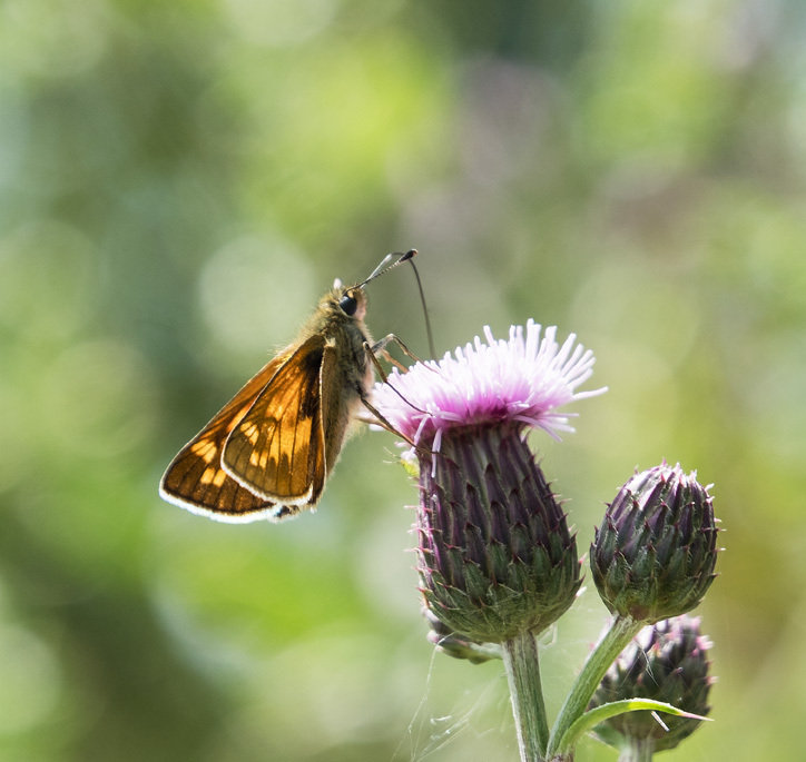 Small Skipper - NATURE