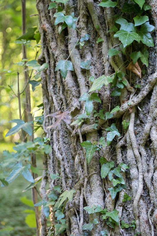 25th July Ivy - JULY