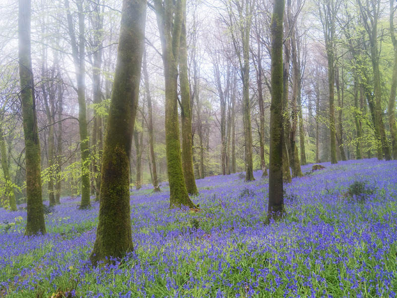 21st April Bluebell Wood - APRIL