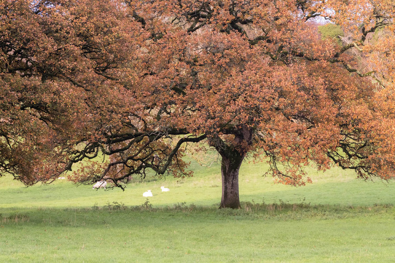 15th Nov Burnished Oak - NOVEMBER