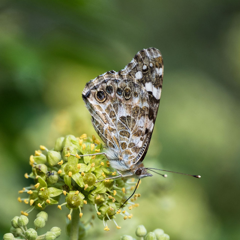 12th Sept Painted Lady - SEPTEMBER