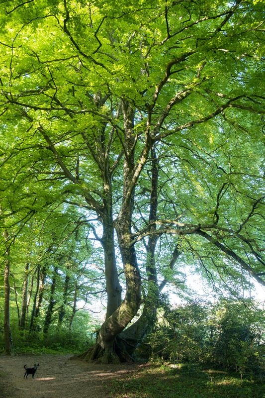 4th May Lady of the Woods - MAY