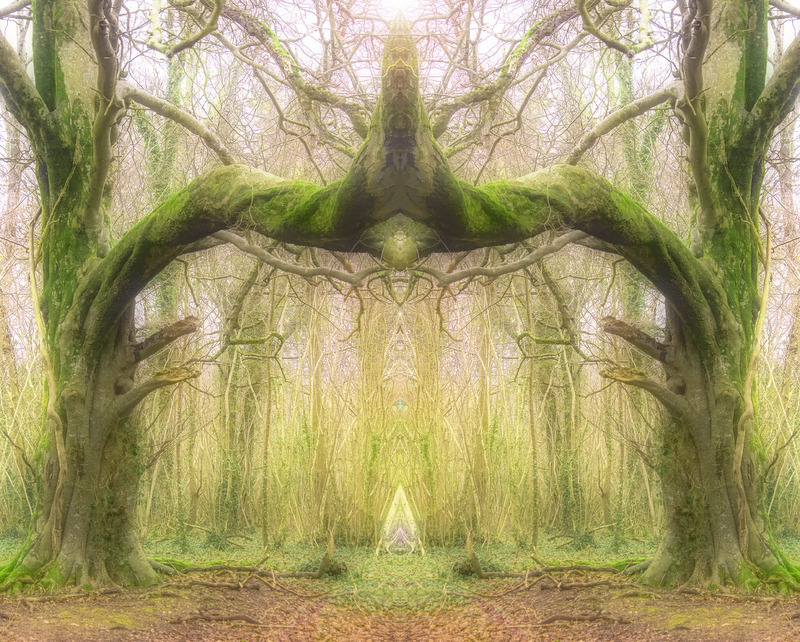 10th February Beech Elementals - FEBRUARY