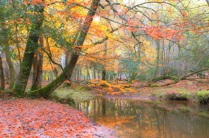 New Forest Autumn - TREES & WOODLAND