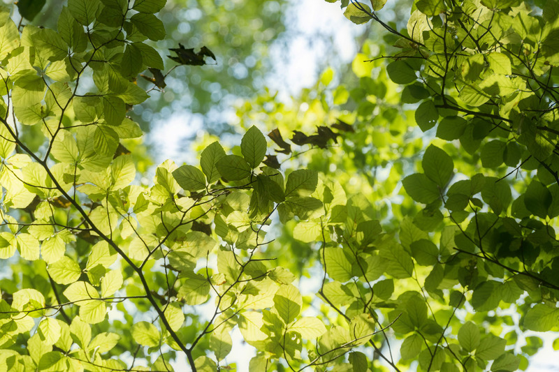 4th July Summer Beech Leaves - JULY