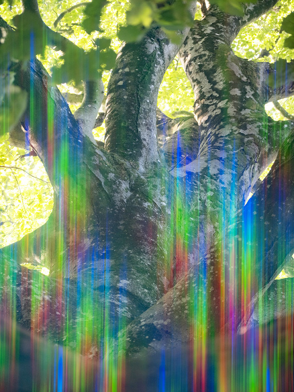 22nd Sept Sycamore Light - SEPTEMBER