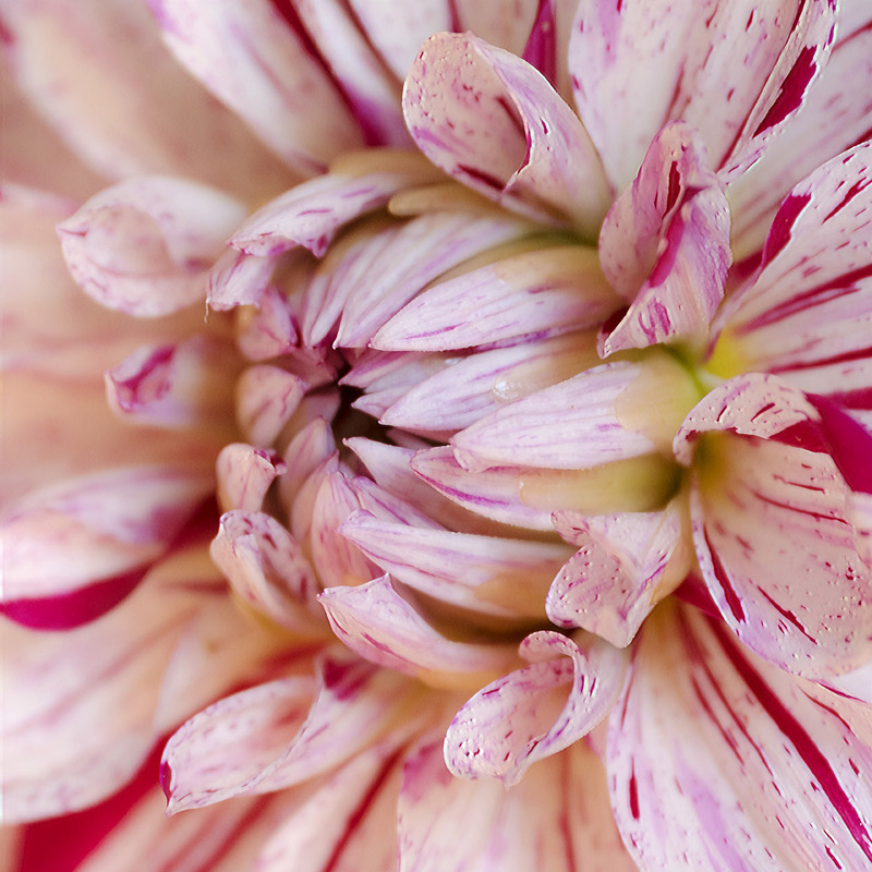 12th July Dahlia Flower - JULY
