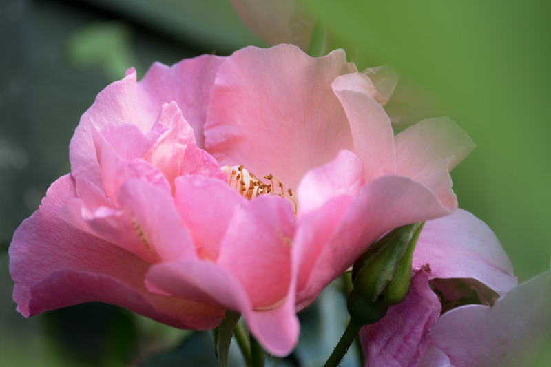 20th June Rosa - JUNE
