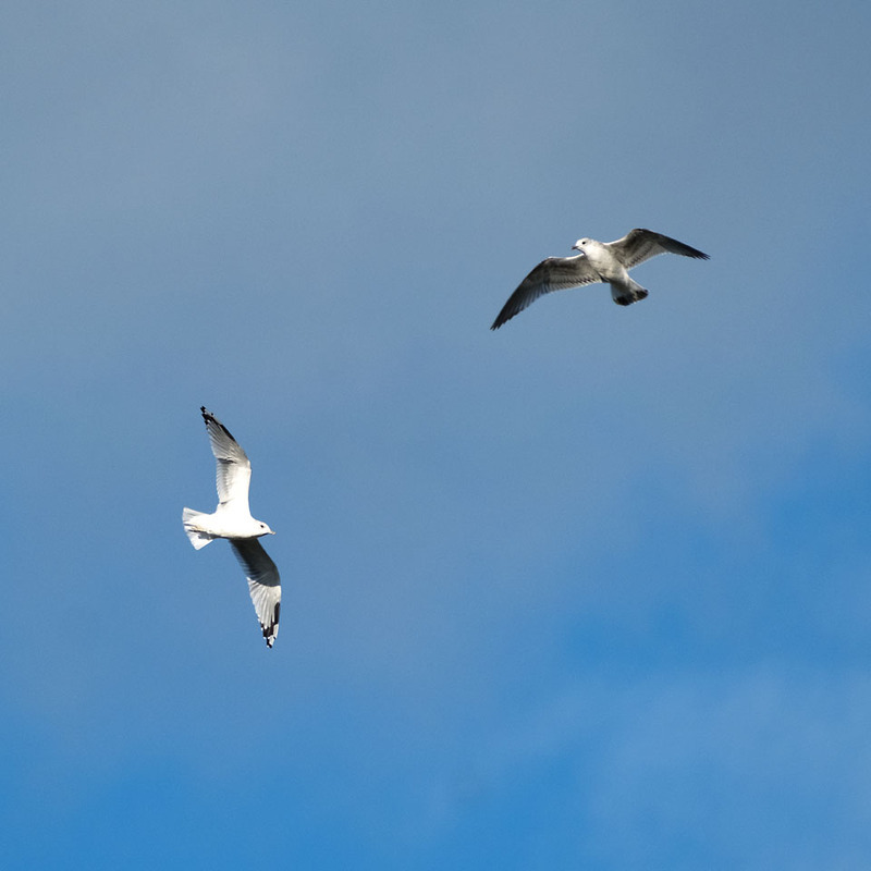 28th September Flying High - SEPTEMBER