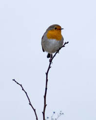 21st January Robin - JANUARY