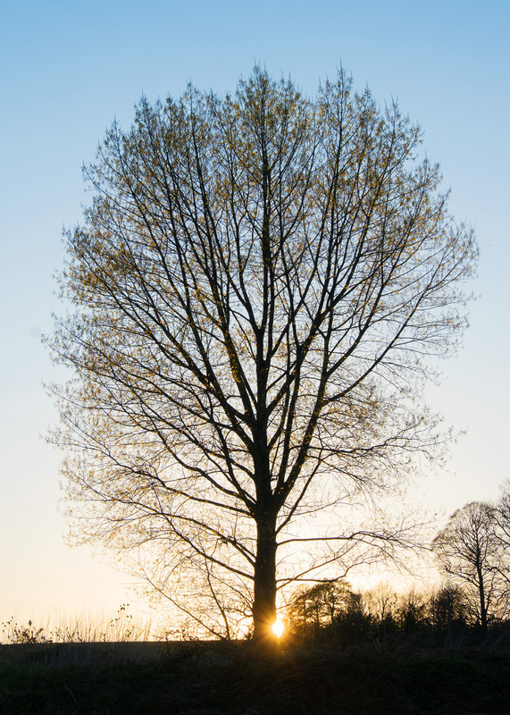 9th April Black Poplar Sunset - APRIL