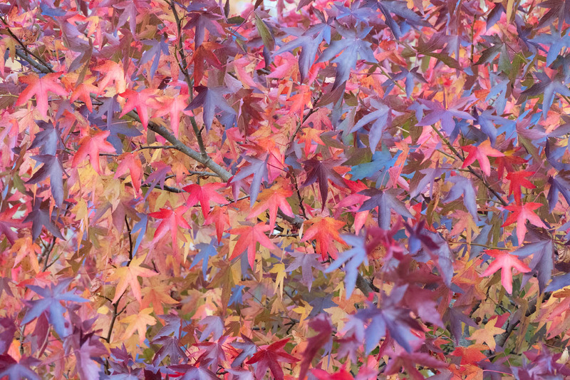 11th Oct Autumn Acers - OCTOBER