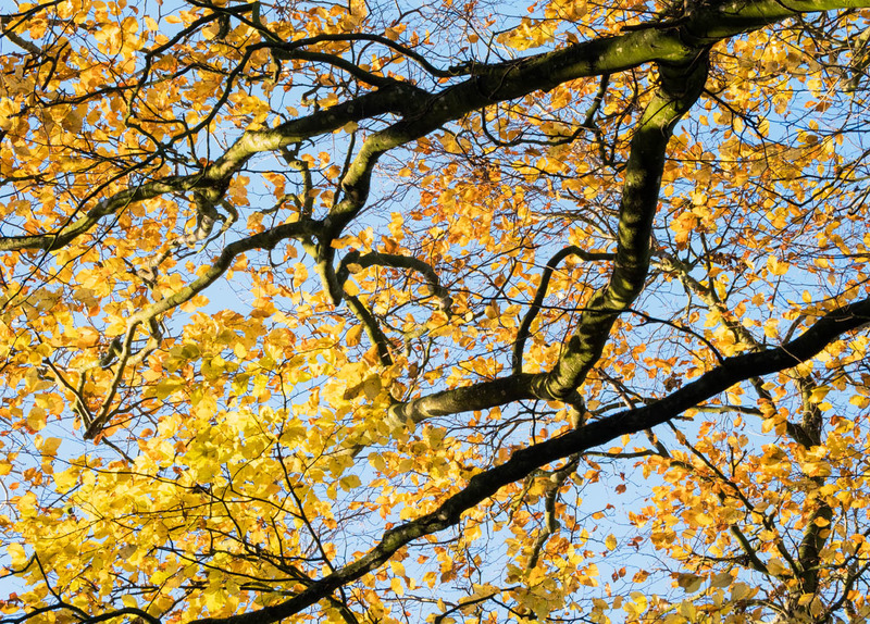 30th Nov Golden Beech - NOVEMBER
