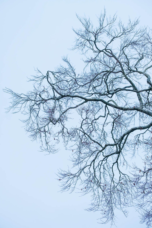 19th February Beech Branches - FEBRUARY