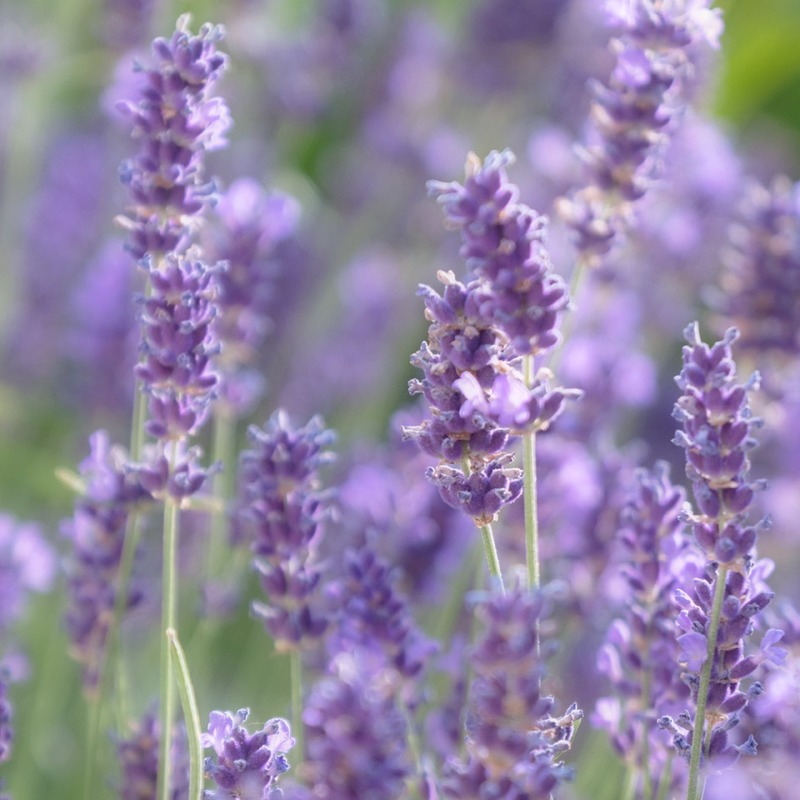 15th July Lavender - JULY