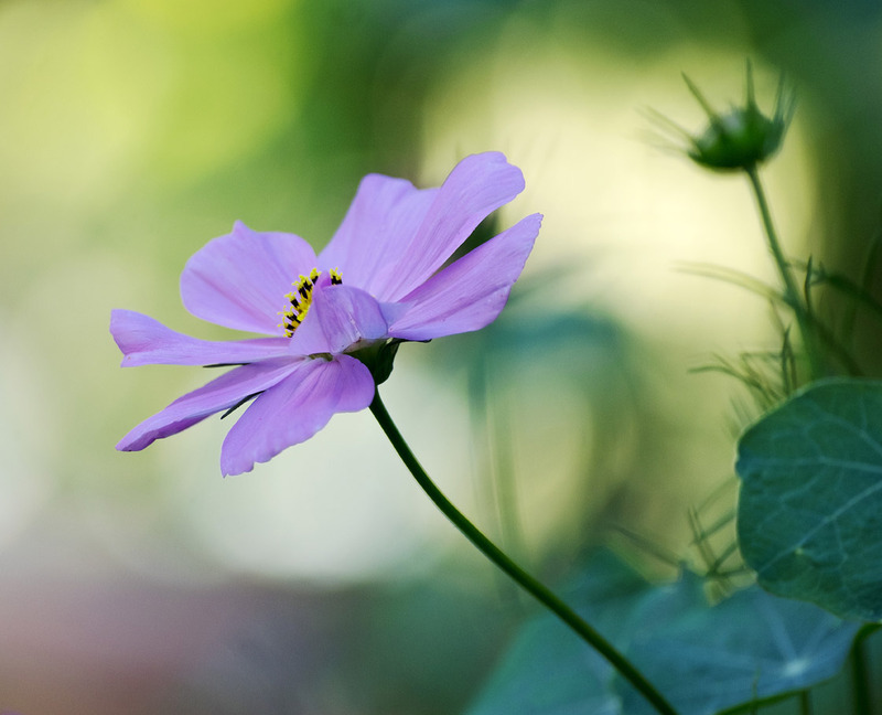 11th July Cosmos Flower - JULY