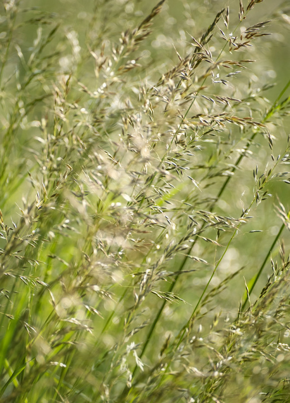 4th June Summer Grasses - JUNE