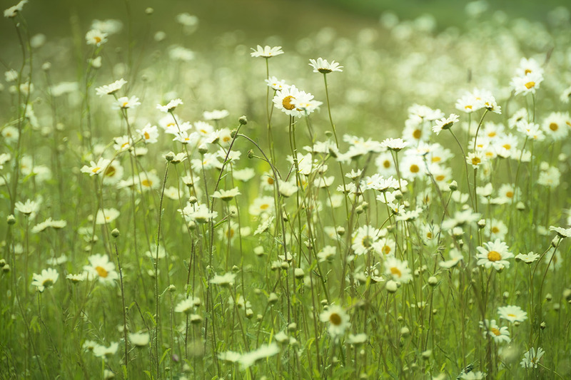 25th May Moon Daisies - MAY