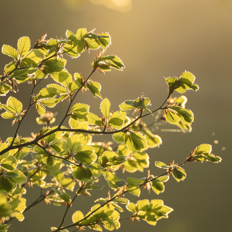1st May Young Beech Leaves - MAY