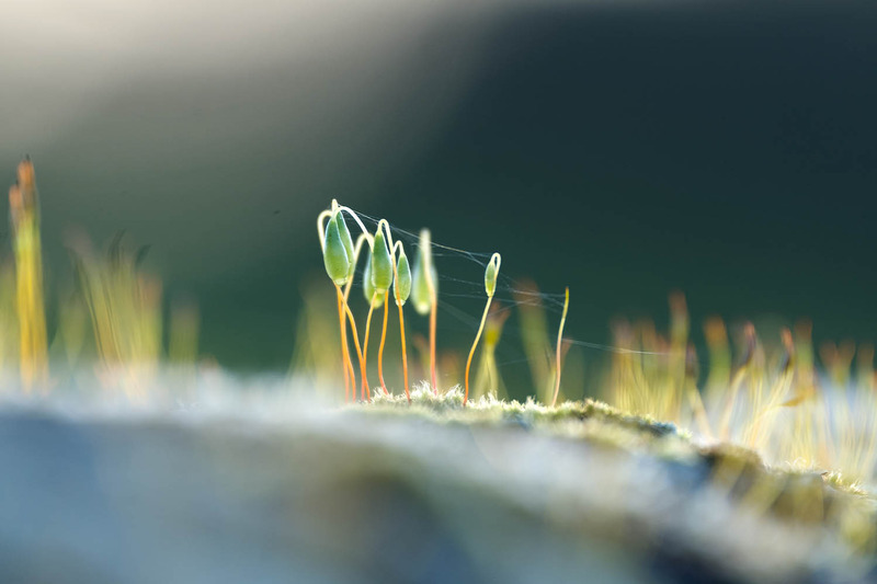 25th February Moss - FEBRUARY