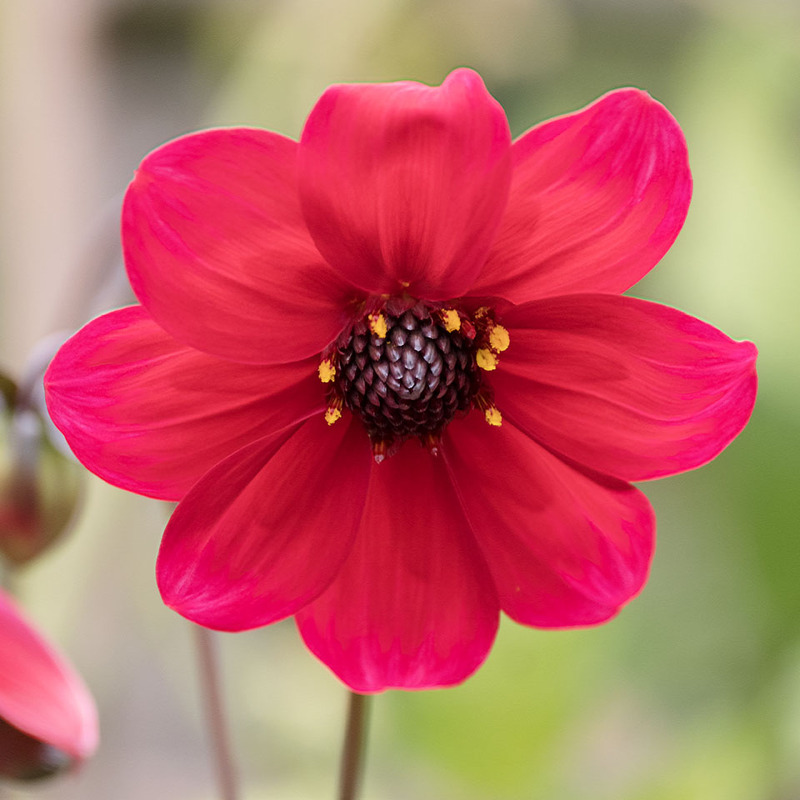 17th Sept Dahlia Flower - SEPTEMBER
