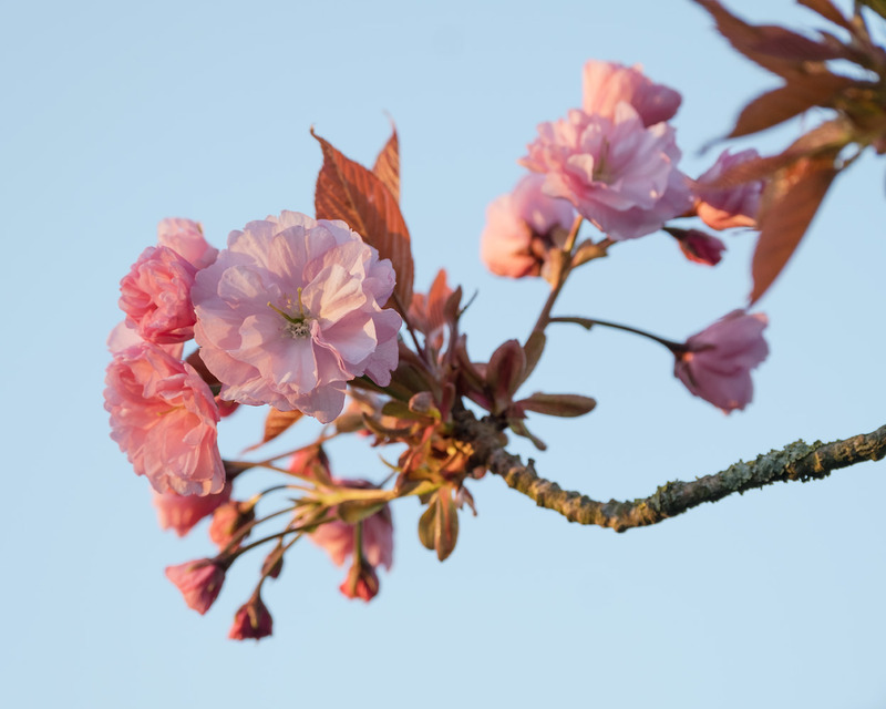 6th April Cherry Blossom - APRIL