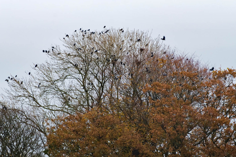 14th Nov Gathering to Roost - NOVEMBER