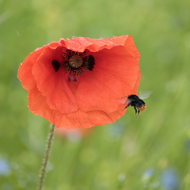 21st May Bee  Poppy - MAY