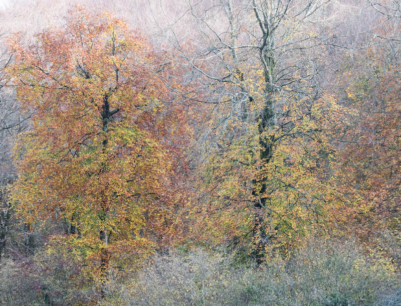 13th Nov Splash of Gold - NOVEMBER