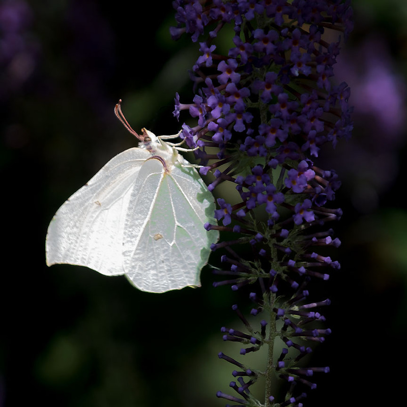 Brimstone Butterfly - NATURE