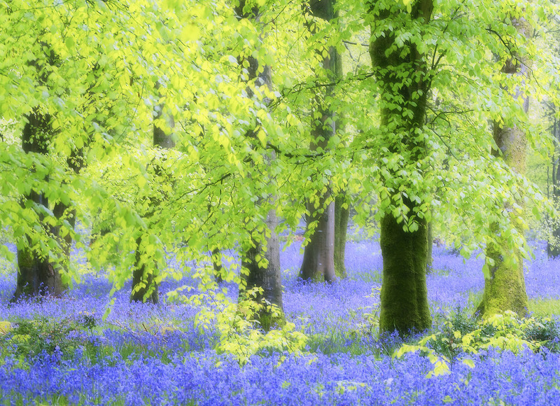 Stepping into Blue - TREES & WOODLAND