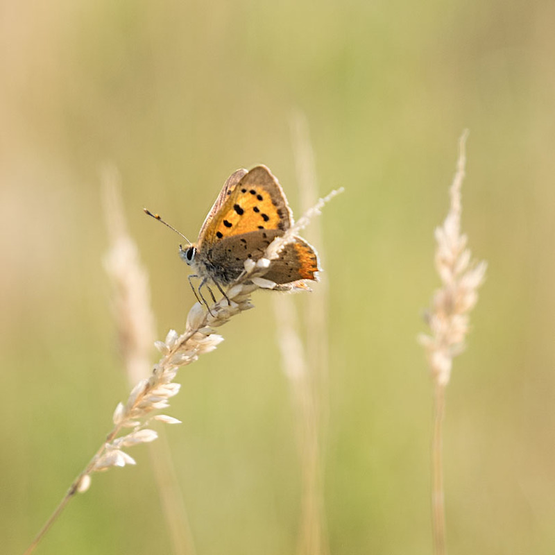 Small Copper Butterfly - NATURE